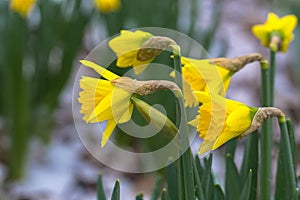 The first spring flowers are daffodils covered with snow