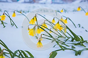 The first spring flowers daffodils covered with snow