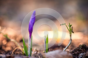 First spring flowers, delicate and strong purple crocus or saffron bud wild growing in the forest, early spring nature background