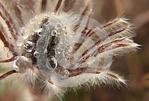 The first spring flowers are dream-grass. Close-up macro bud in drops of morning dew.