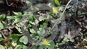 First spring flowers in the forest