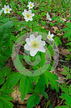 The first spring flowers, a forest anemone