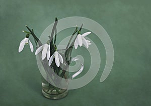 First spring flowers on green background. Snowdrops in a glass cup.