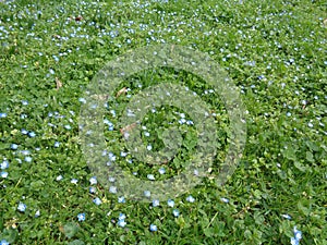 First spring flowers on green lawn