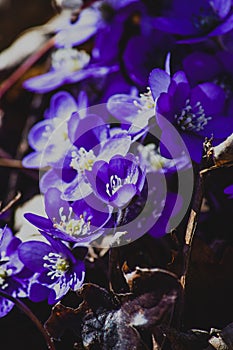 First spring flowers - Hepatica nobilis