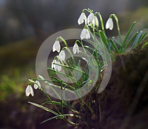 First spring flowers on hill