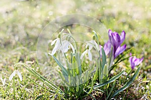 The first spring flowers in meadow, bud of snowdrops, symbol of nature awakening in the sunlight. Light toning, brightening.