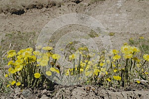 the first spring flowers mother and stepmother