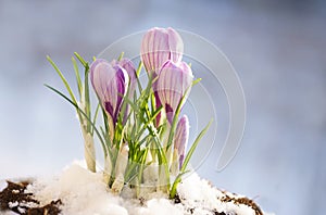 First spring flowers. Blooming purple crocus flower covered snow, macro