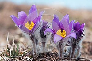 First spring flowers Pulsatilla halleri or pulsatilla taurica in nature