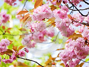 First spring flowers - sakura cherry blossom in Wien