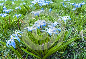 The first spring flowers. Scilla blue.