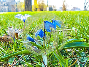 The first spring flowers. Scilla two-folded.