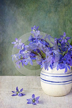 First spring flowers