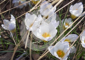 First spring flowers snowdrops