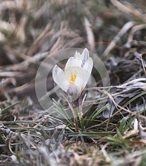 The first spring flowers, snowdrops, Alatau saffron, beautiful white delicate flowers