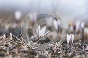 The first spring flowers, snowdrops, Alatau saffron, whole meadow of white delicate flowers