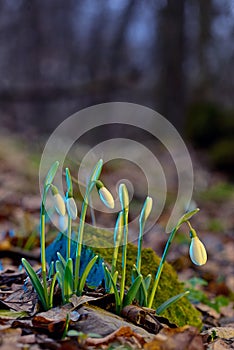 First spring flowers, snowdrops in forest