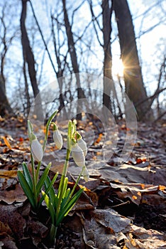 First spring flowers, snowdrops in forest