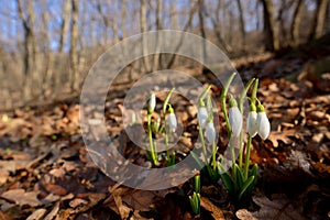 First spring flowers, snowdrops in forest