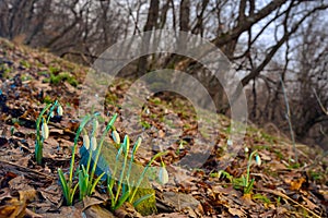First spring flowers, snowdrops in forest