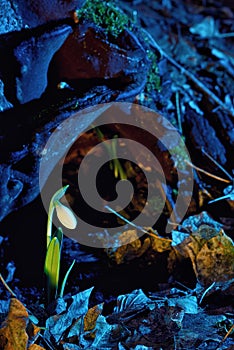 First spring flowers, snowdrops in forest