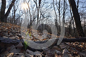 First spring flowers, snowdrops in forest