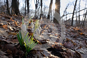 First spring flowers, snowdrops in forest