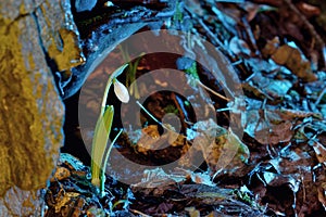 First spring flowers, snowdrops in forest