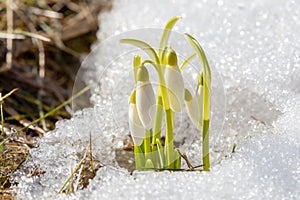 The first spring flowers of snowdrops make their way to the sun