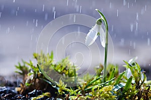 First spring flowers snowdrops with rain drops