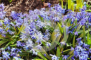 First spring flowers Squill, Scilla Bifolia with honey bees in the garden flower bed