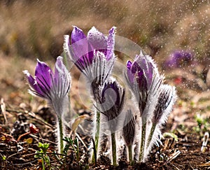 First spring flowers under rain