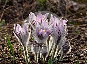 First spring flowers under rain