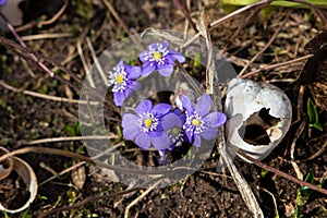 The first spring flowers are violets.