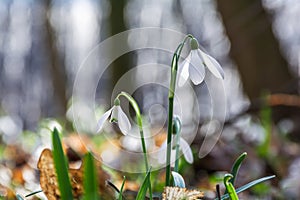 The first spring flowers of white snowdrops bloom on a sunny day in the forest