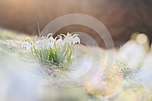 First spring flowers, white snowdrops in the grass