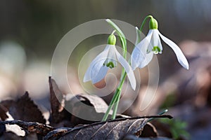 The first spring flowers of white snowdrops grow in the forest