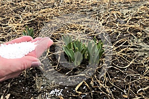 First spring flowers. Spring work in the garden. Fertilizing flowers with mineral fertilizers