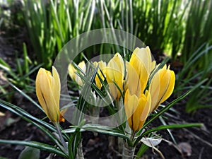 First spring flowers are yellow Crocuses