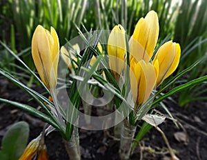 First spring flowers are yellow Crocuses