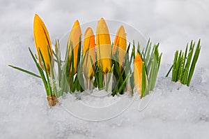 First spring flowers. Yellow crocuses growing among snow
