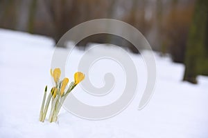 The first spring flowers yellow crocuses in the snow