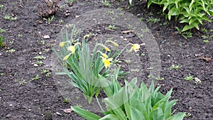 The first spring flowers are yellow. Primroses - flowering of self-seeding plants