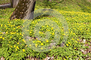 The first spring flowers are yellow. In vivo photo