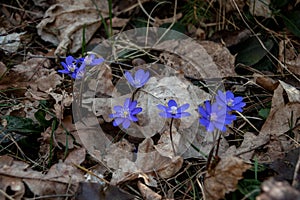 The first spring forest flowers are blue snowdrops, touching and tender against the background of leaves, grass and moss. photo