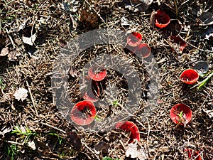 The first spring forest mushrooms. Sarcoscypha austriaca