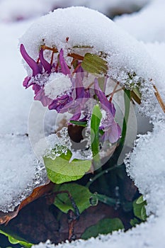 First spring fumewort flowers under snow