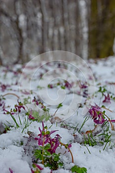 First spring fumewort flowers under snow