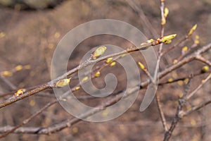 The first spring gentle leaves